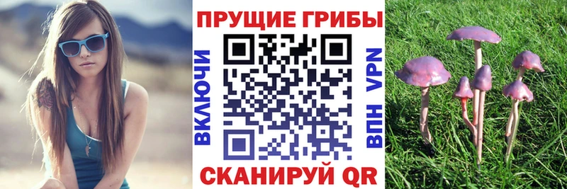 купить наркоту  Ершов  Галлюциногенные грибы MAGIC MUSHROOMS 